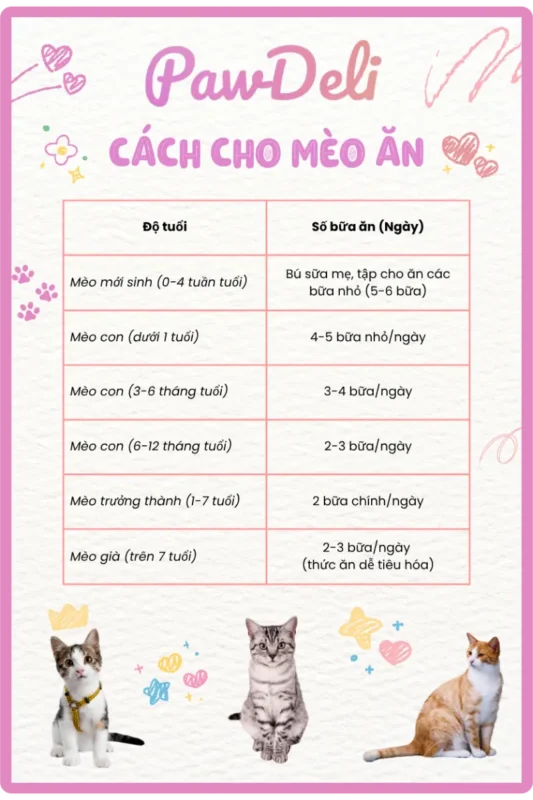 Recommended feeding schedule according to cat's age