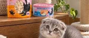 Tổng hợp kiến thức PAWDELI 2026: bắt đầu từ đâu nếu bạn mới nuôi mèo?