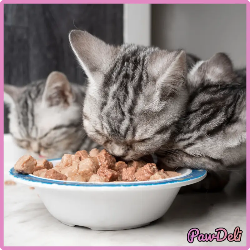 Three cats eat cat pate