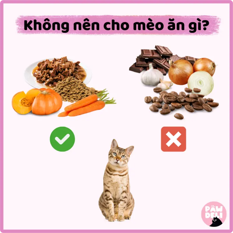 không nên cho mèo ăn gì