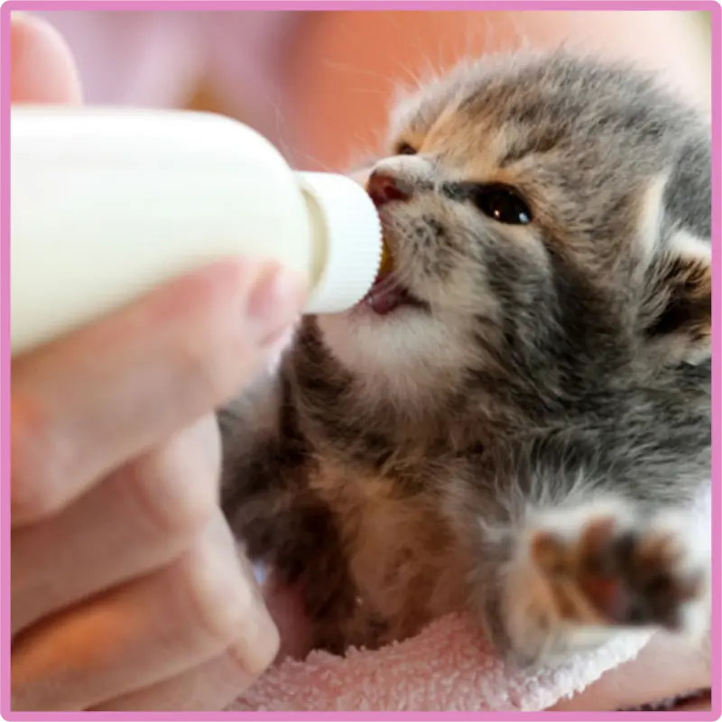 một người đang bón sữa cho mèo con