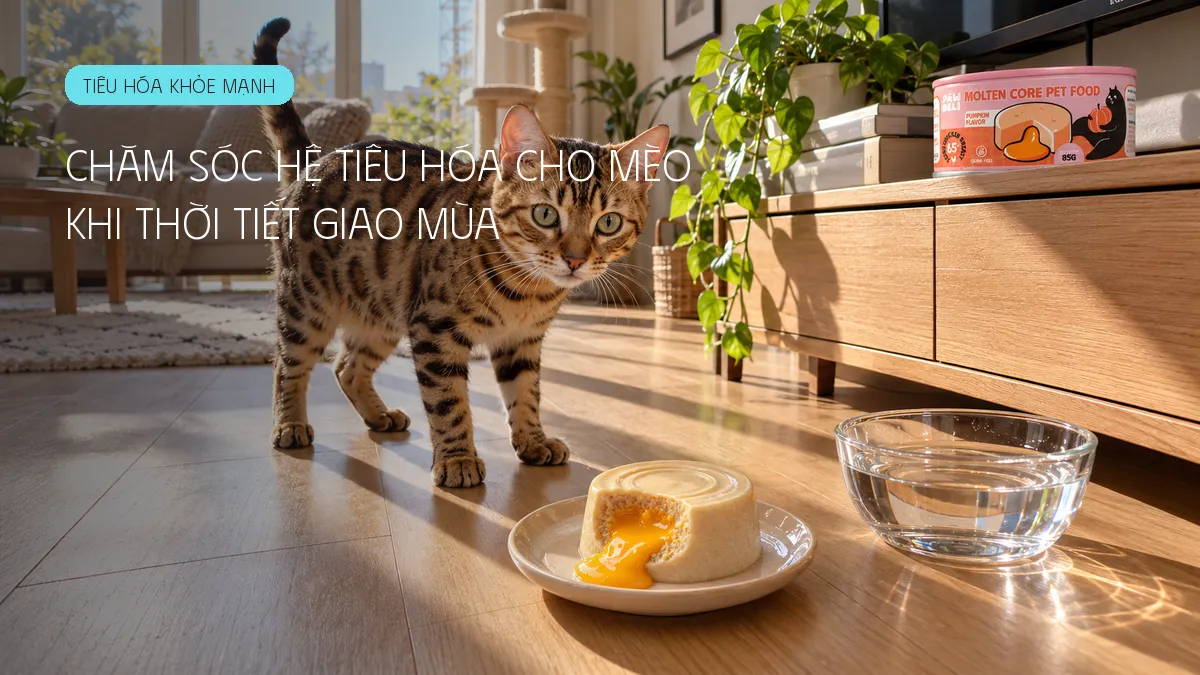 Chăm sóc hệ tiêu hóa cho mèo khi thời tiết giao mùa