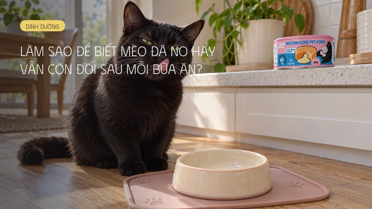 Làm sao để biết mèo đã no hay vẫn còn đói sau mỗi bữa ăn?