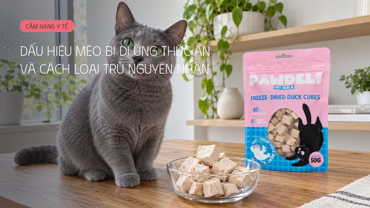 Dấu hiệu mèo bị dị ứng thức ăn và cách loại trừ nguyên nhân