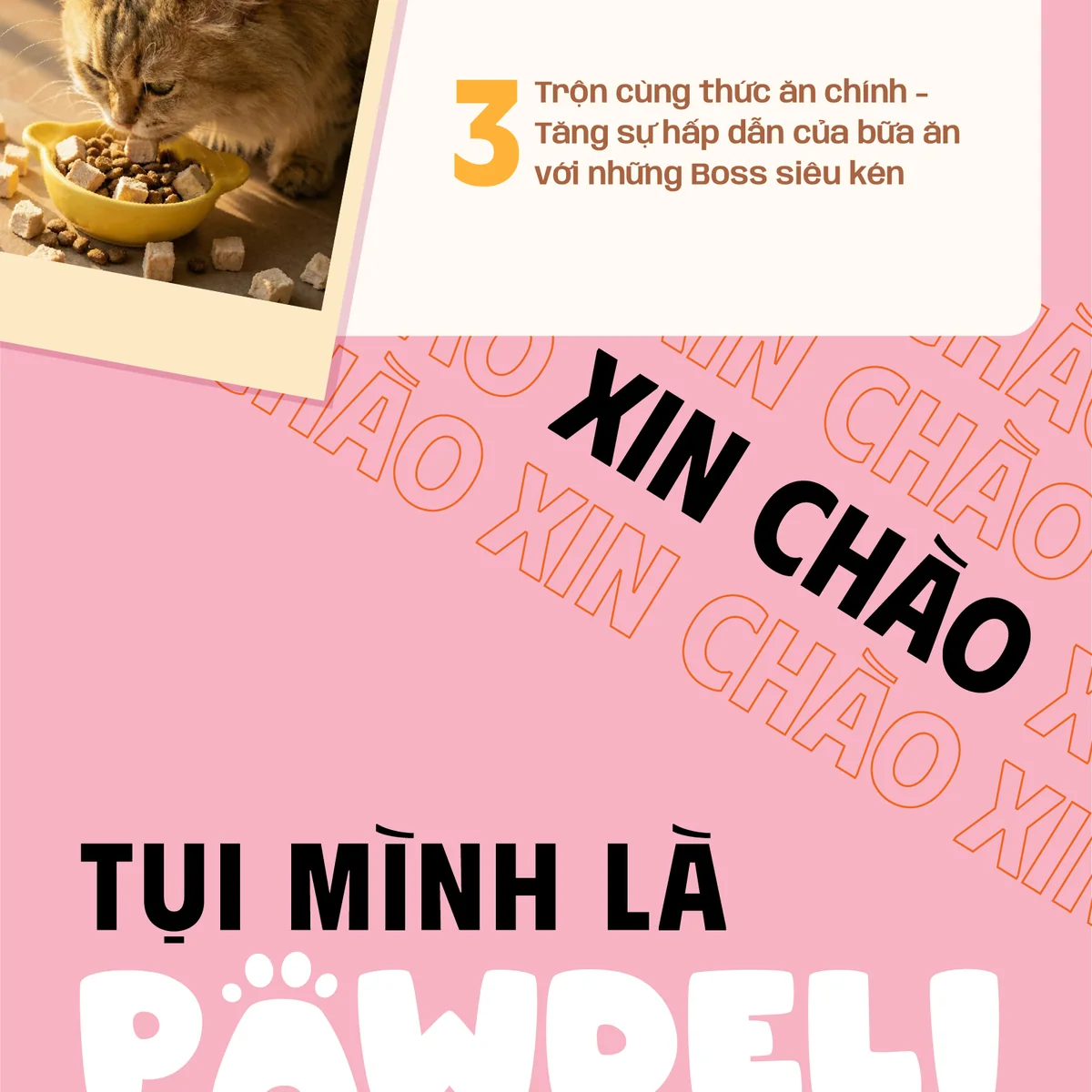 Thịt Sấy Thăng Hoa Pawdeli Chi Tiết 15